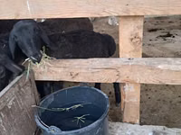 Widder, Schafe — Foto 4