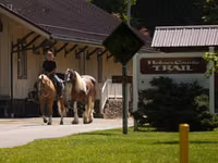 Hengst, Quarter Horse — Foto 3