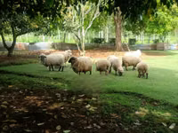 Sheep, Hampshire sheep — photo 2