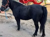 Mare, Horses — photo 2