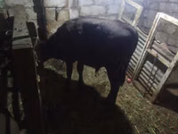 Toro, Aberdeen-Angus — foto 2