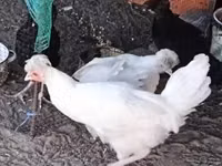 Kosovo Longcrower — foto 3