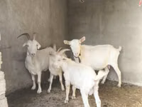 母山羊, Goats — 照片 1
