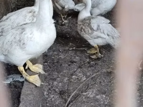 Утки