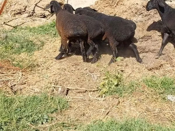 Ram, Sheep