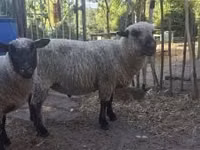 Ram, Shroshire sheep — photo 3