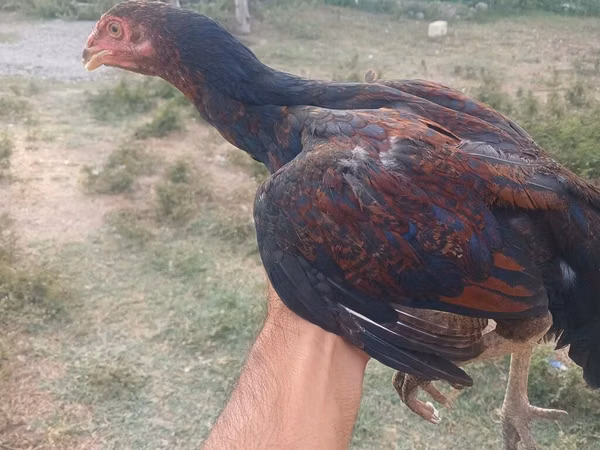 Chickens