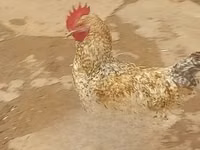 Gallinas Shamo — foto 5