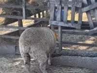 Sheep, Beltex sheep — photo 2