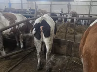 Vaca, Russian Black pied cattle — foto 3
