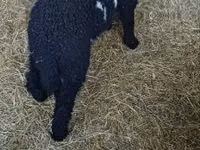 Widder, Wallis Country sheep — Foto 1