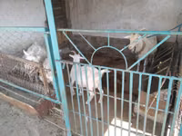 Goat, Russian White goat — photo 3