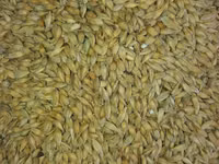 Vind granule la iepuri — foto 4