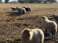 كبش, Racka sheep — الصورة 4