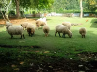 Sheep, Hampshire sheep — photo 3