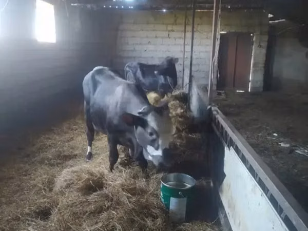 Cow, Cattle
