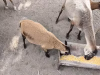 Carnero, Cameroon sheep — foto 2