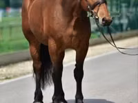 母马, Horses — 照片 1