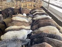 Schaf, Krasnoyarsk sheep — Foto 2
