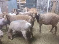 Oveja, Arashan sheep — foto 5