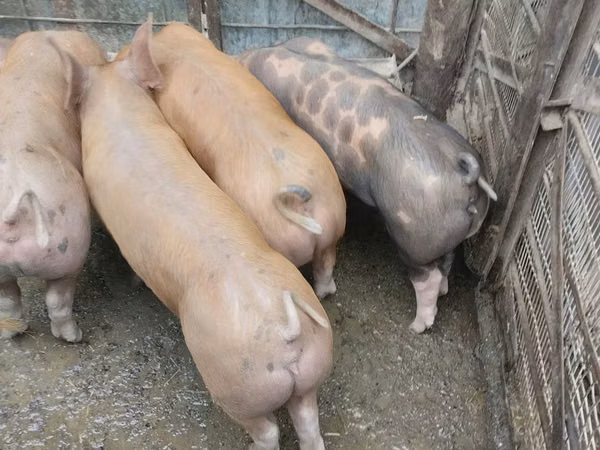 Cerda, Cerdos