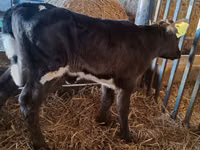 Vaca, Russian Black pied cattle — foto 3