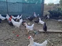 Bantam japonesa — foto 3