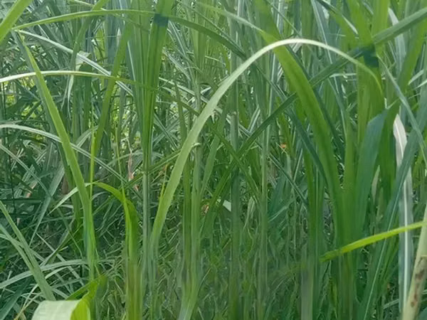 Nappier Grass for Livestock on Sale