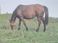 Mare, Azerbaijan horse — photo 5