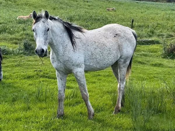 घोड़ा, Arabian horse