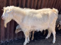 تيس, Saanen goat — الصورة 2