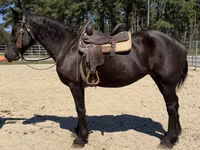 Stute, Percheron — Foto 4
