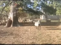 Sheep, Vendee sheep — photo 2