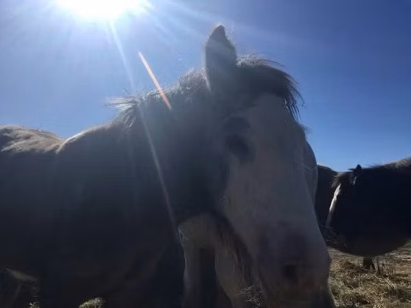 Hengst, Gypsy horse