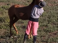 Horse (M), Tiger horse — photo 6