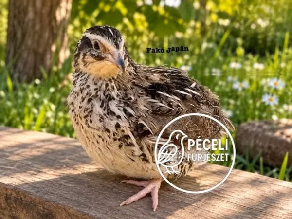 Японский