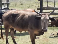 Cow, Nguni cattle — photo 2