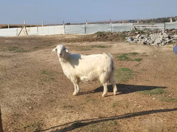 Goat, Saanen goat