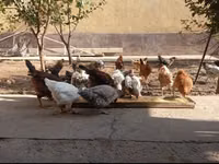 Chickens — Foto 2