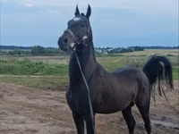 Caballo, Akhal-Teke — foto 2