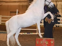 घोड़ी, Miniature horse — फ़ोटो 8