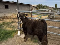 Bull, Belgian Blue — photo 6