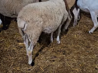 Ram, Dorper sheep — photo 4