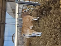 Bull, Partenaise cattle — photo 7