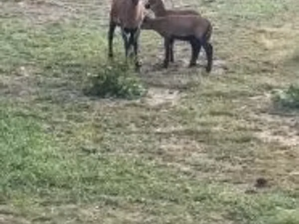 Sheep, Cameroon sheep