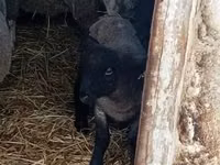 Sheep, White Suffolk sheep — photo 2