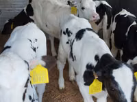 Rinder (Partie, Geschlecht nicht angegeben), Russian Black pied cattle — Foto 4