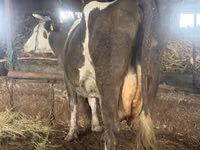 गाय, Russian Black pied cattle — फ़ोटो 2