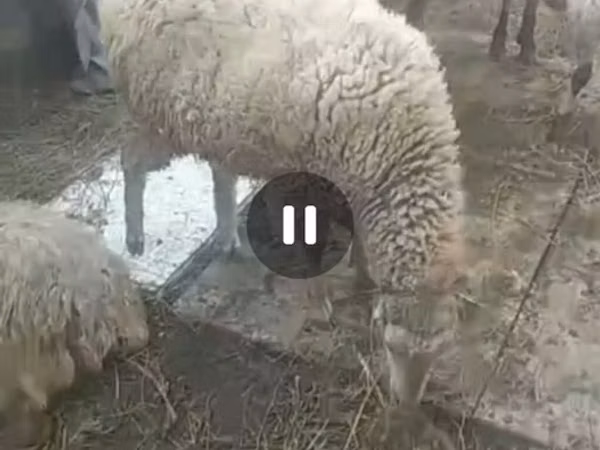 Oveja, Ovejas