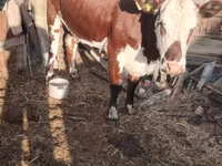 Vaca, Raza Kalmyk — foto 6